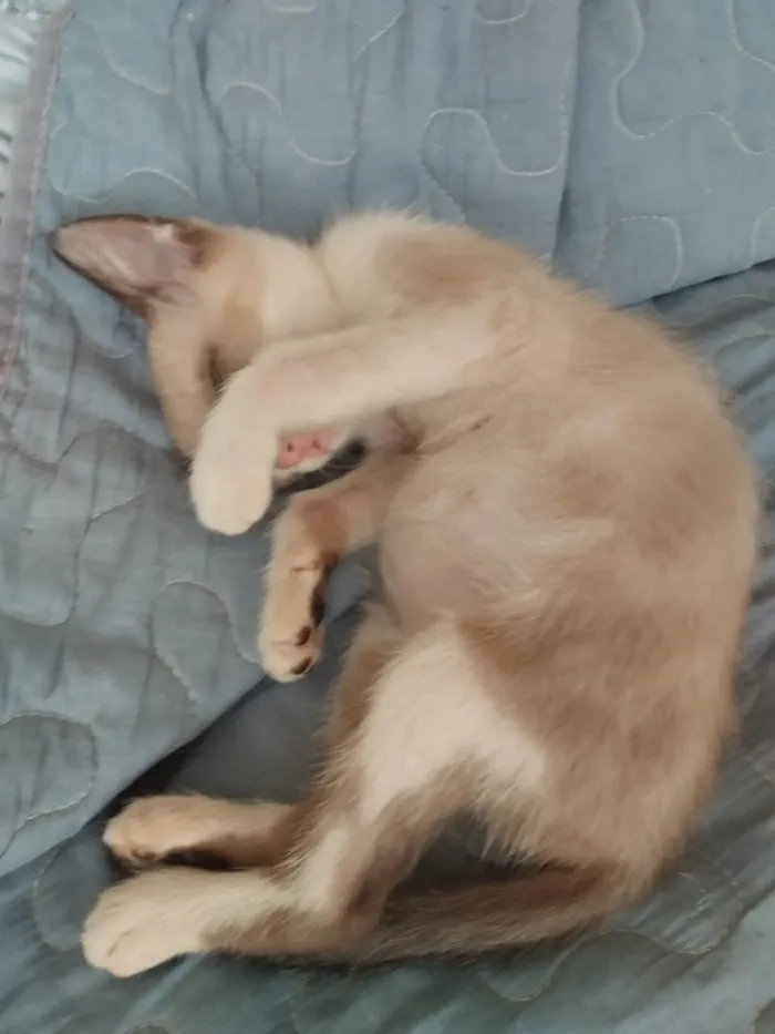 Gato raça SRD-ViraLata idade Abaixo de 2 meses nome Filhotes resgatados