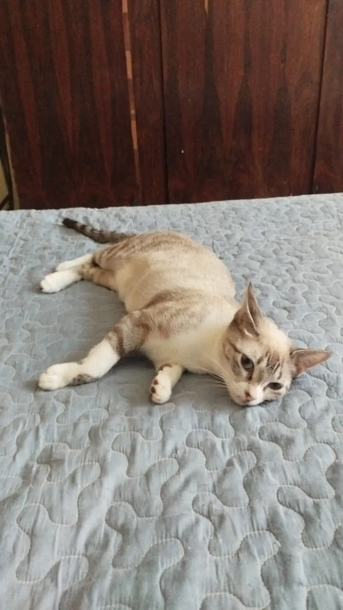 Gato raça SRD-ViraLata idade Abaixo de 2 meses nome Filhotes resgatados