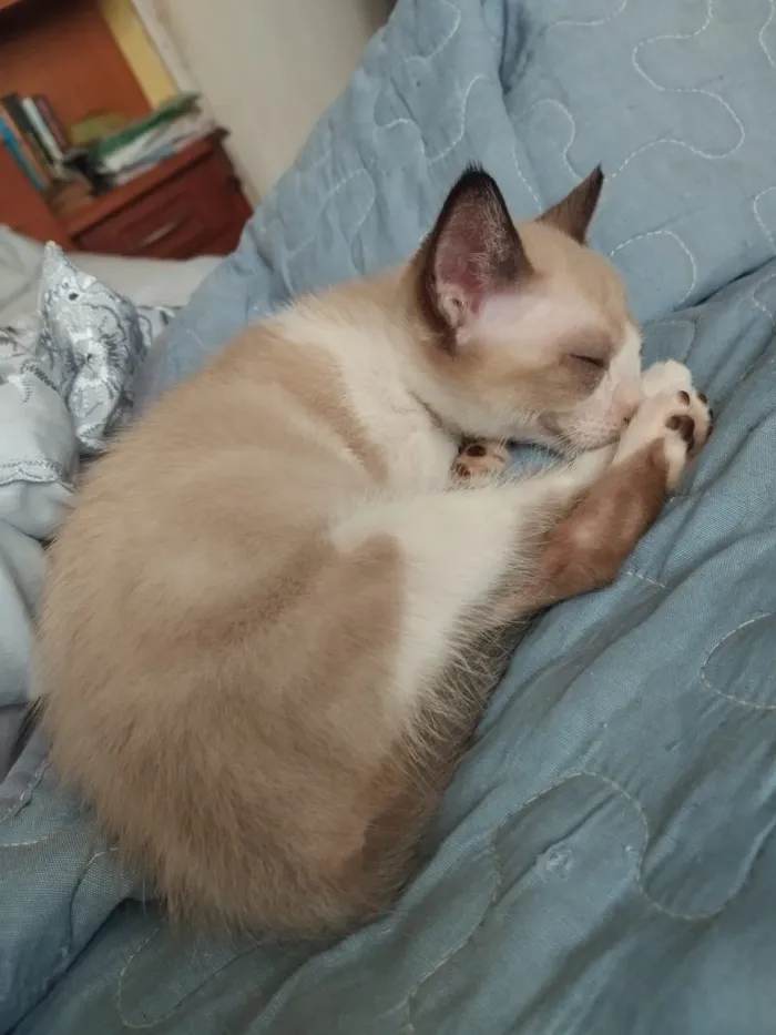 Gato raça SRD-ViraLata idade Abaixo de 2 meses nome Filhotes resgatados