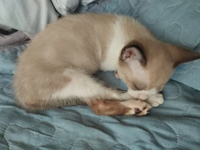 Gato raça SRD-ViraLata idade Abaixo de 2 meses nome Filhotes resgatados