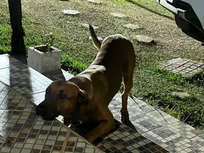 Cachorro raça SRD-ViraLata idade 5 anos nome Bruce