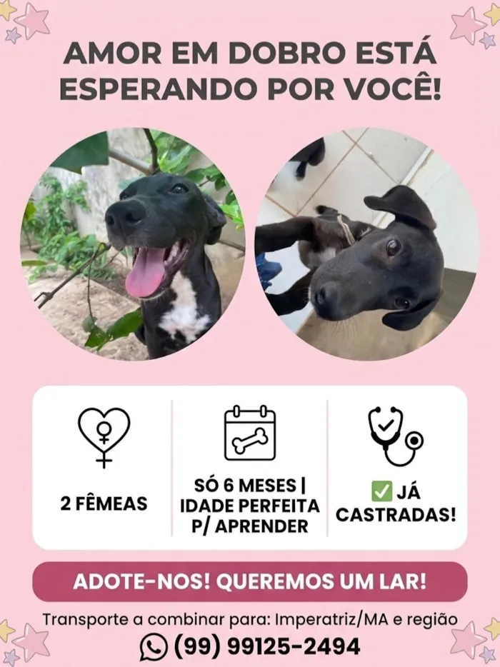 Cachorro raça SRD-ViraLata idade 2 a 6 meses nome Perséfone e Hope 