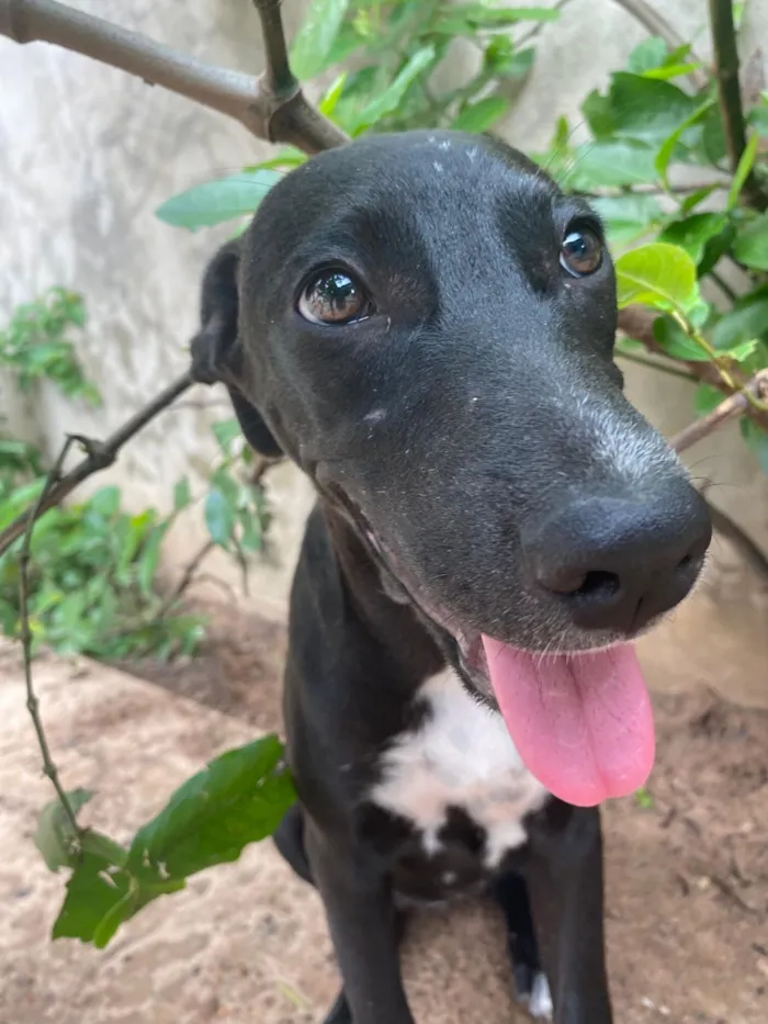 Cachorro raça SRD-ViraLata idade 2 a 6 meses nome Perséfone e Hope 