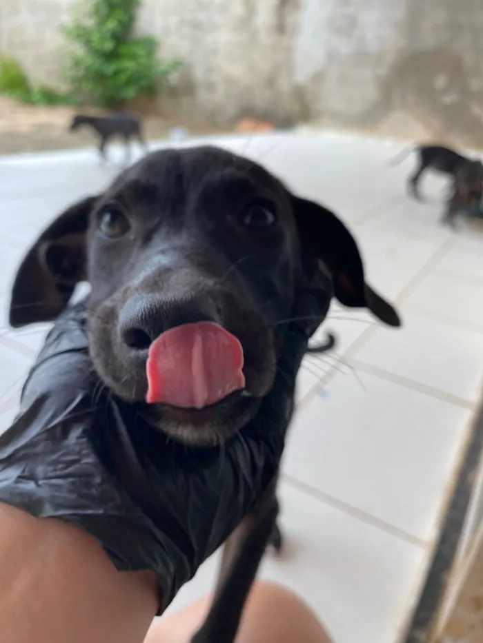 Cachorro raça SRD-ViraLata idade 2 a 6 meses nome Perséfone e Hope 