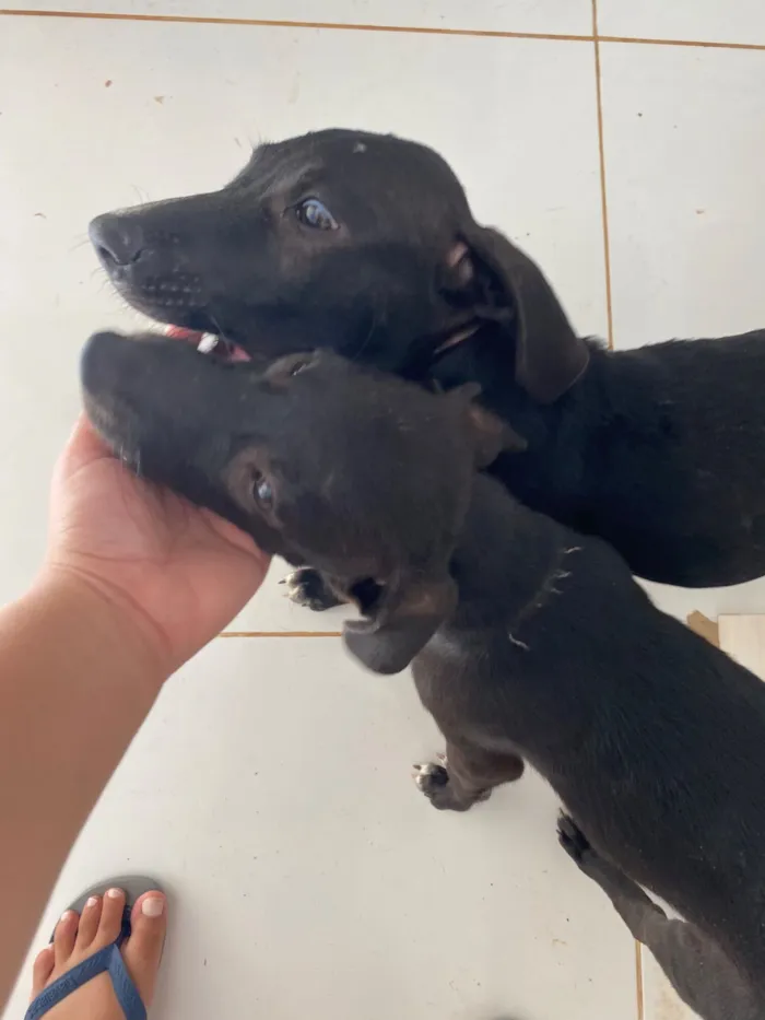 Cachorro raça SRD-ViraLata idade 2 a 6 meses nome Perséfone e Hope 