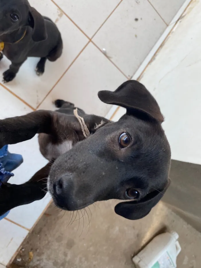 Cachorro raça SRD-ViraLata idade 2 a 6 meses nome Perséfone e Hope 