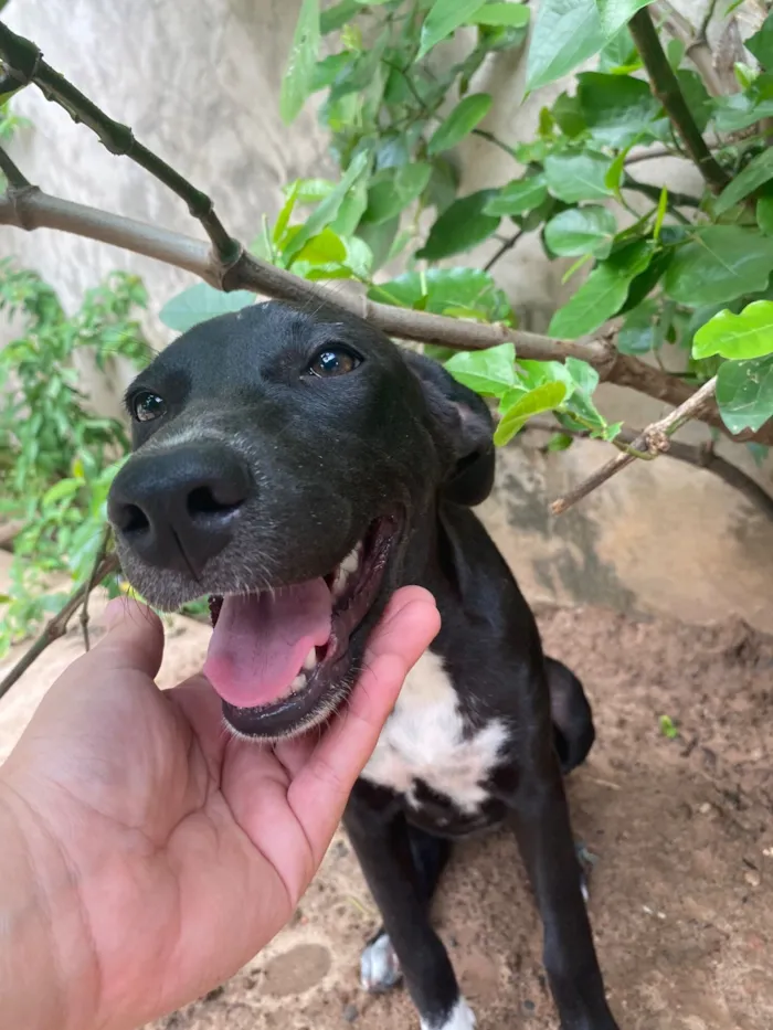 Cachorro raça SRD-ViraLata idade 2 a 6 meses nome Perséfone e Hope 