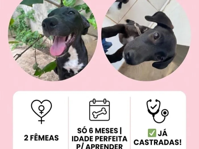 Cachorro raça SRD-ViraLata idade 2 a 6 meses nome Perséfone e Hope 
