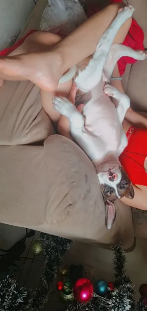 Cachorro raça Pit-Bull idade 7 a 11 meses nome Thor 