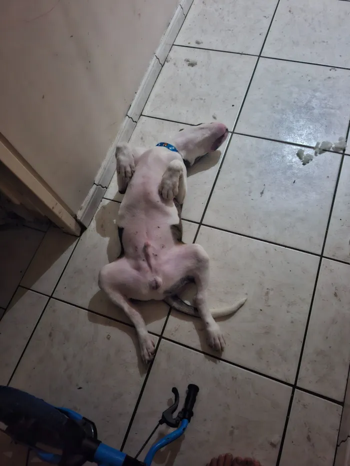 Cachorro raça Pit-Bull idade 7 a 11 meses nome Thor 