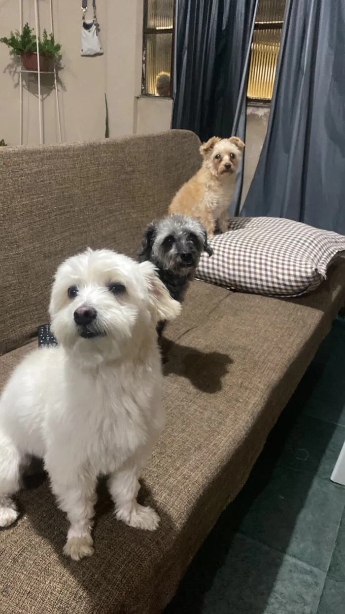 Cachorro raça SRD-ViraLata idade 6 ou mais anos nome Lola