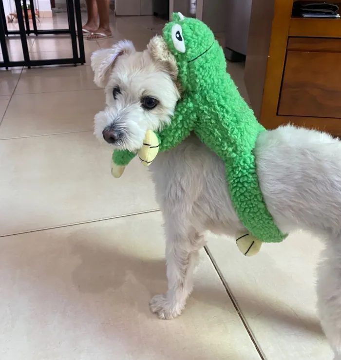 Cachorro raça SRD-ViraLata idade 6 ou mais anos nome Lola