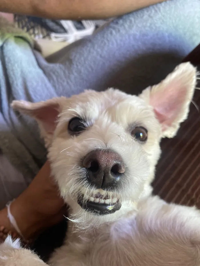 Cachorro raça SRD-ViraLata idade 6 ou mais anos nome Lola