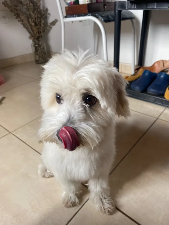 Cachorro raça SRD-ViraLata idade 6 ou mais anos nome Lola