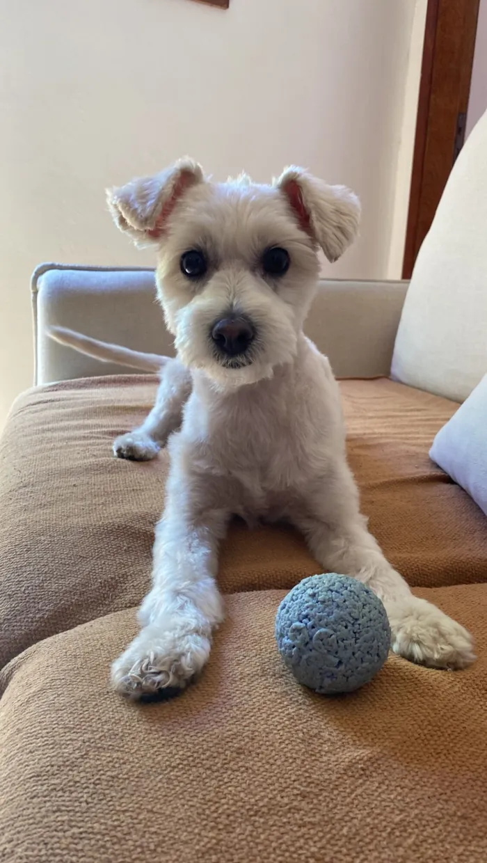 Cachorro raça SRD-ViraLata idade 6 ou mais anos nome Lola