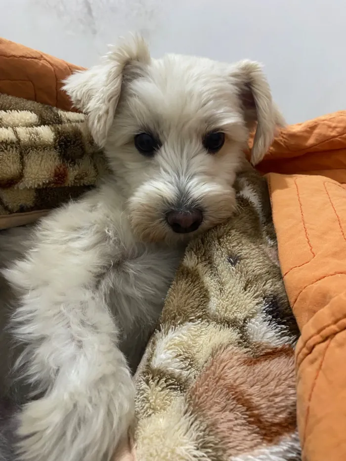 Cachorro raça SRD-ViraLata idade 6 ou mais anos nome Lola