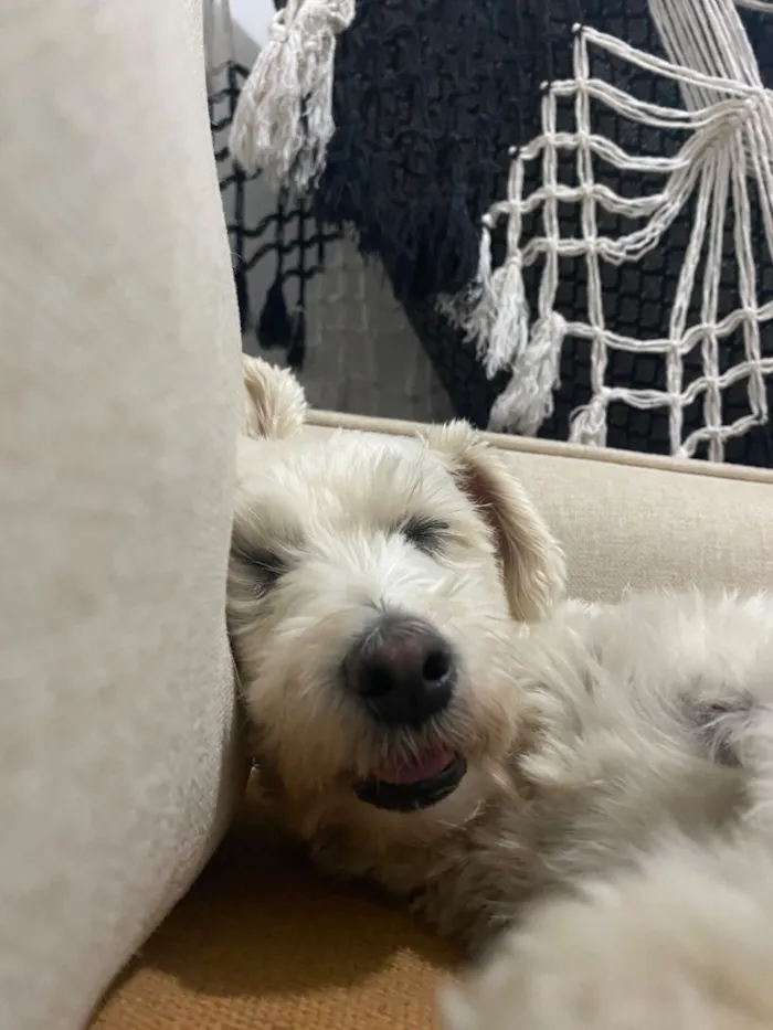 Cachorro raça SRD-ViraLata idade 6 ou mais anos nome Lola