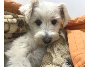Cachorro raça SRD-ViraLata idade 6 ou mais anos nome Lola