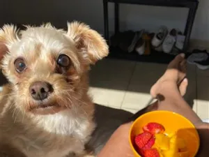 Cachorro raça SRD-ViraLata idade 6 ou mais anos nome Belinha