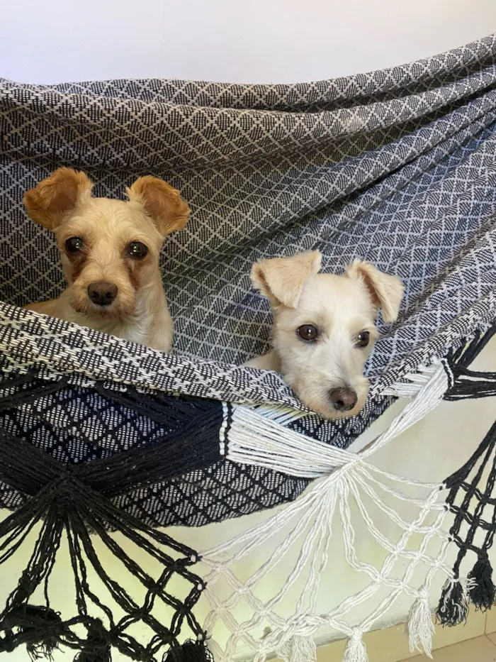 Cachorro raça SRD-ViraLata idade 6 ou mais anos nome Belinha