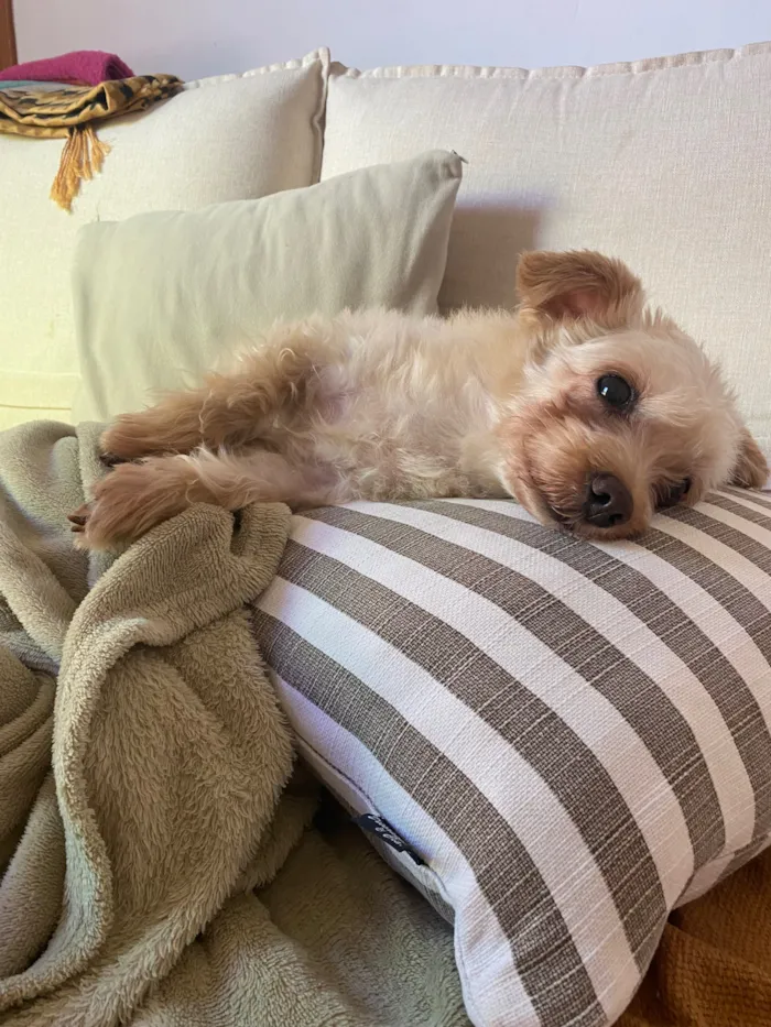 Cachorro raça SRD-ViraLata idade 6 ou mais anos nome Belinha