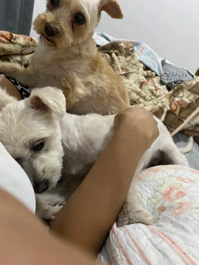 Cachorro raça SRD-ViraLata idade 6 ou mais anos nome Belinha