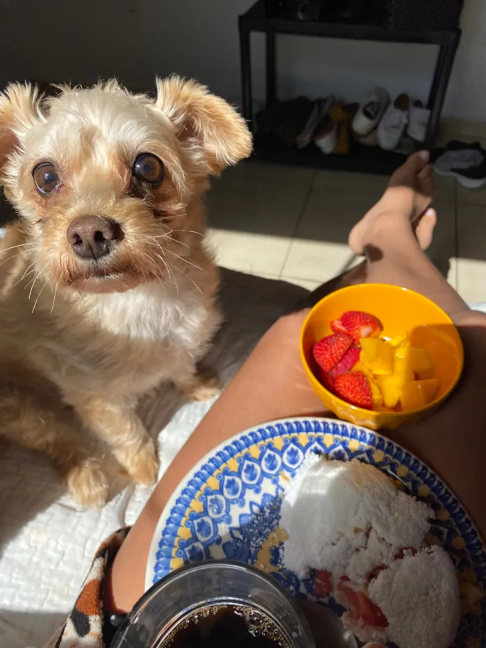 Cachorro raça SRD-ViraLata idade 6 ou mais anos nome Belinha