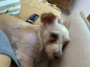 Cachorro raça SRD-ViraLata idade 6 ou mais anos nome Belinha