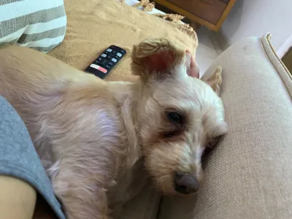 Cachorro raça SRD-ViraLata idade 6 ou mais anos nome Belinha