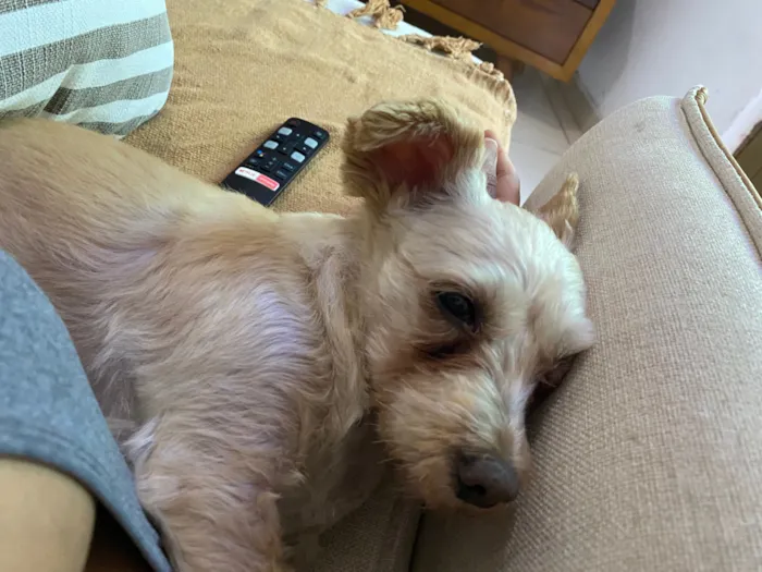 Cachorro raça SRD-ViraLata idade 6 ou mais anos nome Belinha