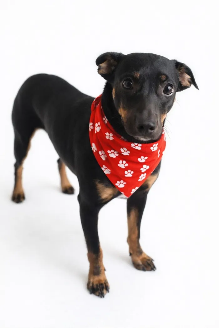 Cachorro raça SRD-ViraLata idade 1 ano nome neguinha 