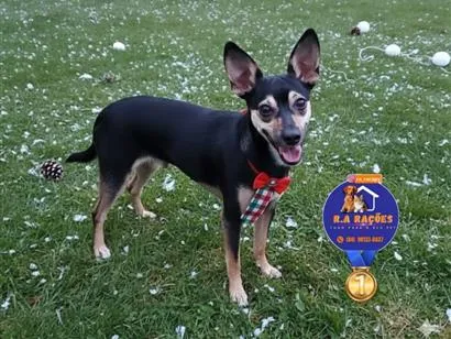 Cachorro raça SRD-ViraLata idade 1 ano nome Lucky