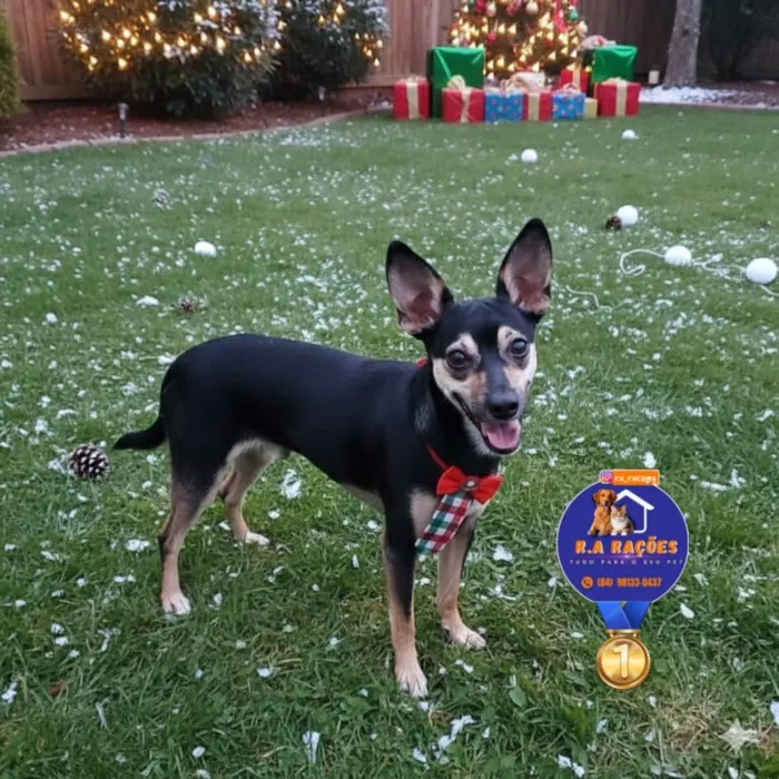 Cachorro raça SRD-ViraLata idade 1 ano nome Lucky
