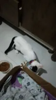 Gatinha precisando de adoção urgente 