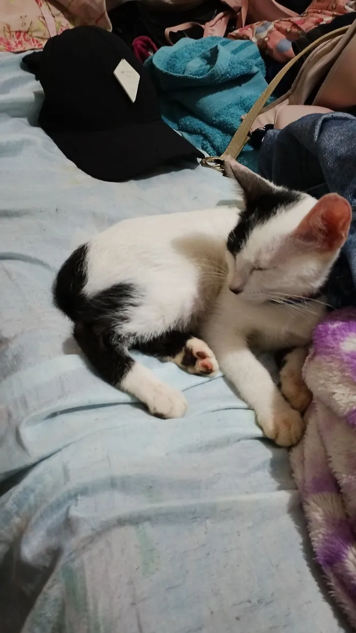 Gato raça SRD-ViraLata idade 2 a 6 meses nome Gatinha precisando de adoção urgente 