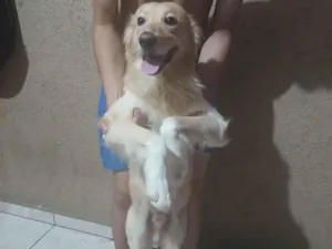 Cachorro raça SRD-ViraLata idade 2 anos nome Lupe
