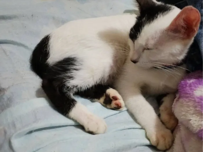 Gato raça SRD-ViraLata idade 2 a 6 meses nome Adoção urgente! 