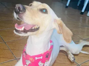 Cachorro raça SRD-ViraLata idade 6 ou mais anos nome Nany