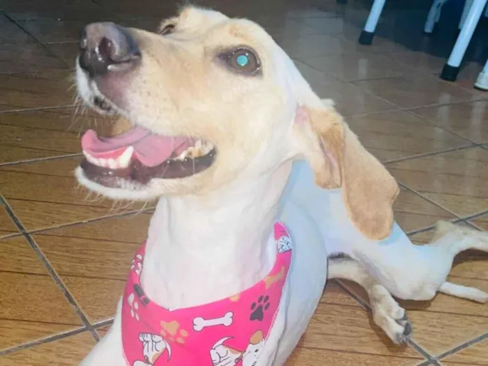 Cachorro raça SRD-ViraLata idade 6 ou mais anos nome Nany