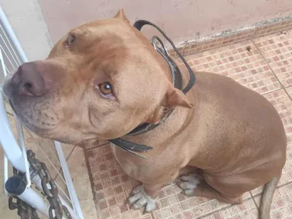 Cachorro raça Pit-Bull idade 3 anos nome Beu