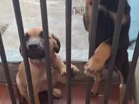 Cachorro raça SRD-ViraLata idade 2 a 6 meses nome spike
