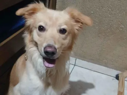 Cachorro raça SRD-ViraLata idade 2 anos nome Lupe