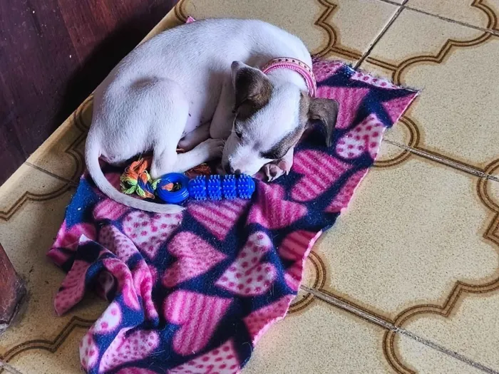 Cachorro raça SRD-ViraLata idade 2 a 6 meses nome Aurora 