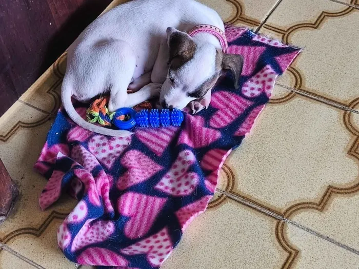 Cachorro raça SRD-ViraLata idade 2 a 6 meses nome Aurora 