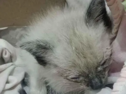 Gato raça SRD-ViraLata idade Abaixo de 2 meses nome Lino??