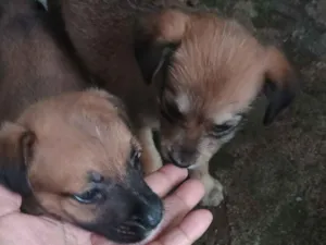 Cachorro raça SRD-ViraLata idade 2 a 6 meses nome j-hope e Estela 