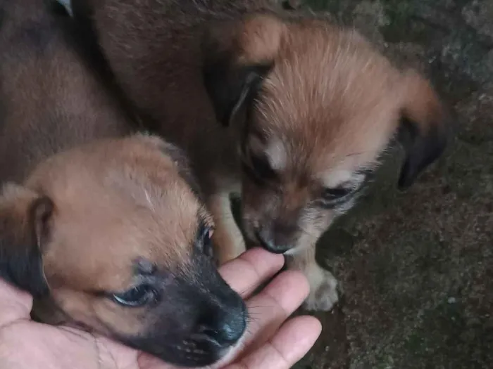 Cachorro raça SRD-ViraLata idade 2 a 6 meses nome j-hope e Estela 