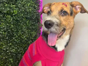 Cachorro raça SRD-ViraLata idade 1 ano nome Sem nome