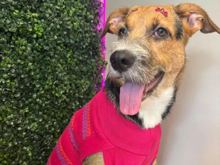 Cachorro raça SRD-ViraLata idade 1 ano nome Sem nome