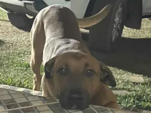 Cachorro raça SRD-ViraLata idade 5 anos nome Bruce